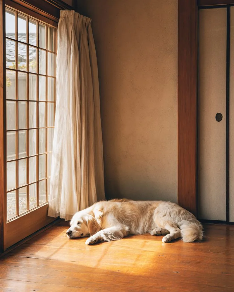 夏のリビングの無垢床で腹を伸ばして涼む大型犬