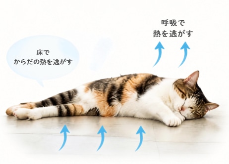 床に横たわる猫の図。体から床へ、そして呼吸で熱が逃げていく向きを矢印で示している