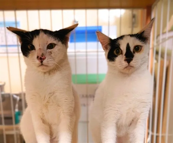 ケージのなかから見つめる、保護されている二匹の猫