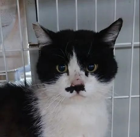 保護されている、白黒の猫