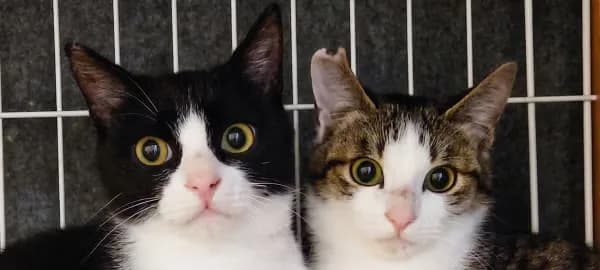 並んでこちらを見つめる、白黒とキジ白の2匹の猫