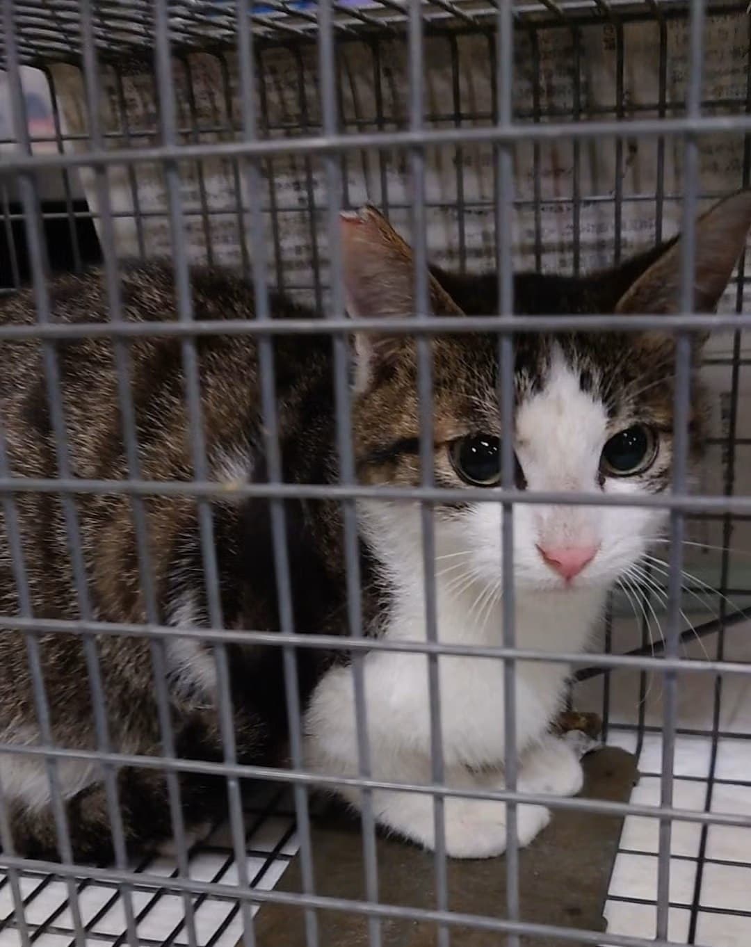 ケージから外を見つめる、2匹の保護猫