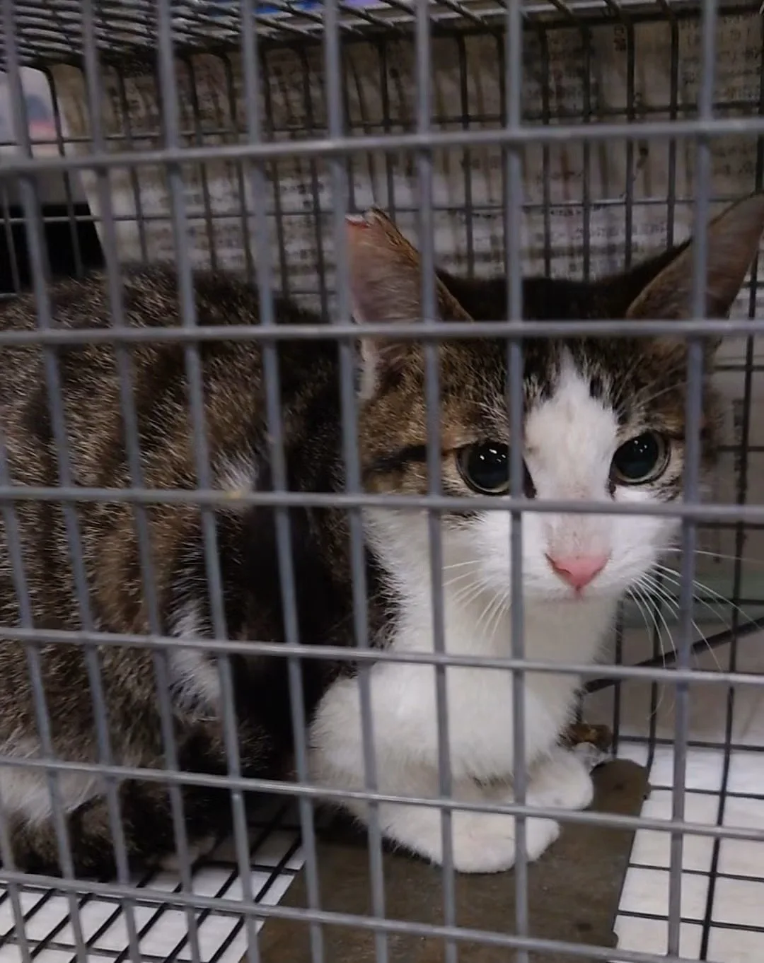 ケージから外を見つめる、2匹の保護猫
