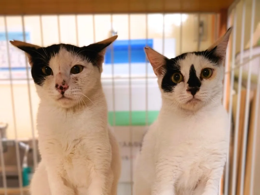 ケージのなかに並んで立つ、2匹の白黒の猫
