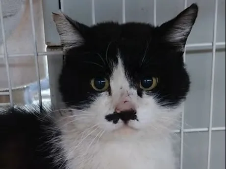 こちらをまっすぐ見つめる、白黒の猫